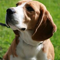 Beagle Frodo