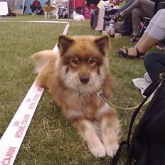 Finsk lapphund Aulis (Sofus)Dansk og Svensk Eksteriør Champion. A