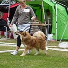 Finsk lapphund Aulis (Sofus)Dansk og Svensk Eksteriør Champion. A