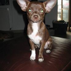 Chihuahua Antonieta *MUS*