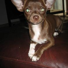 Chihuahua Antonieta *MUS*