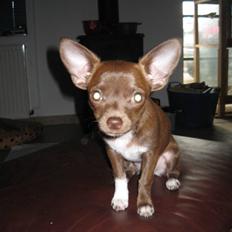 Chihuahua Antonieta *MUS*