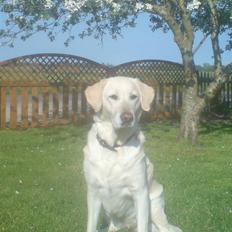 Labrador retriever Bella. Himmelhund