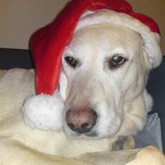 Labrador retriever Bella. Himmelhund