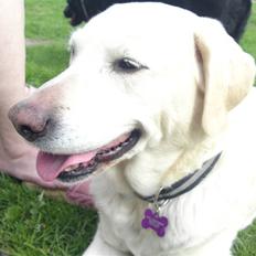 Labrador retriever Bella. Himmelhund