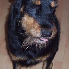 Blanding af racer Zippo