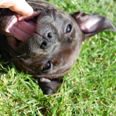 Staffordshire bull terrier Angelic Staff La Belle