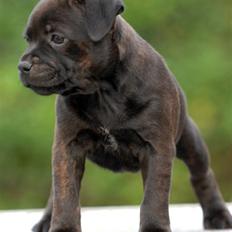 Staffordshire bull terrier Angelic Staff La Belle