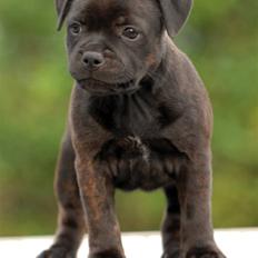 Staffordshire bull terrier Angelic Staff La Belle