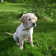 Golden retriever Hannibal
