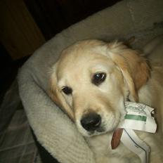 Golden retriever Hannibal