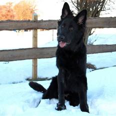 Schæferhund Jack