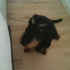 Dværggravhund Black Man *Victor* 