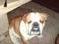 Engelsk bulldog Bertil R.I.P - Jeg burde ligge mig ned og sove... Men det orker jeg bare ikke. 