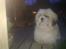 Lhasa apso werner