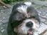 Blanding af racer Buller R.I.P himmelhund - Buller 15 år