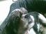 Blanding af racer Buller R.I.P himmelhund - Buller 15 år