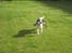 Engelsk springer spaniel - Messi. - Træner med Cille i haven! :D