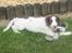 Engelsk springer spaniel - Messi.