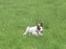 Engelsk springer spaniel - Messi. - Ude og løde ved jagthytten :)
