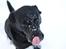Labrador retriever Newton <3 - Smukke newton <33 Vinteren 2010