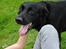 Labrador retriever Newton <3 - Smukke :)!<3