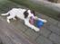 Engelsk springer spaniel - Messi. - Min yndlings bold! :)