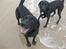 Labrador retriever Newton <3 - Strandtur med Sally :-D!