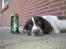 Engelsk springer spaniel Sako - Fyraften