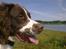 Engelsk springer spaniel Sako - En varm sommerdag, fik mig en dukkert senere