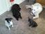 Blanding af racer Jack - Jack, Rex, Benji & Tanni..