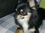 Chihuahua Zackie - Zackie ca. 10 mdr