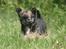 Chihuahua Zackie