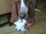 Basset hound Wilma - Er jeg ikke bare skøn?
