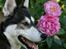 Siberian husky Caia - Sommerbillede - dejlige pæoner i baggrunden (c: