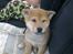 Shiba Heok's Ryuu kaldes Taiko - 8 uger :)