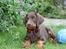 Dobermann RD Attractive Anastacia