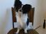 Papillon Simba