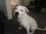 Amerikansk bulldog Uffe R.I.P.