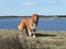Nova scotia duck tolling retriever Eddie