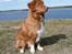 Nova scotia duck tolling retriever Eddie