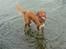 Nova scotia duck tolling retriever Eddie