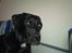 Blanding af racer Mojo 12/3-10 - *21/5-2011*