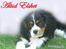 Cavalier king charles spaniel Thor (lille Thor) - et billed jeg har fået lavet til thor
