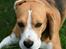 Beagle Frodo - Skal vi lege?