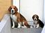 Beagle Frodo - Far og søn, Frodo & Gandalf :)
