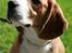 Beagle Frodo - En hengiven Frodo, kigger op på hans moar :)