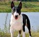 Bullterrier                   William