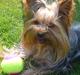 Yorkshire terrier Trille