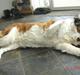 Sankt bernhardshund Daisy